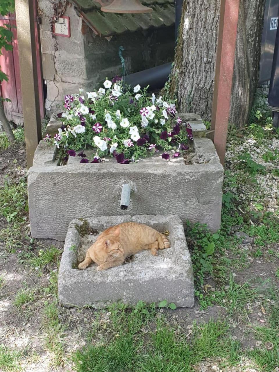 Lana Salta Alpakas - Gemuetliche Gaestezimmer Auf Dem Bauernhof Landhaus